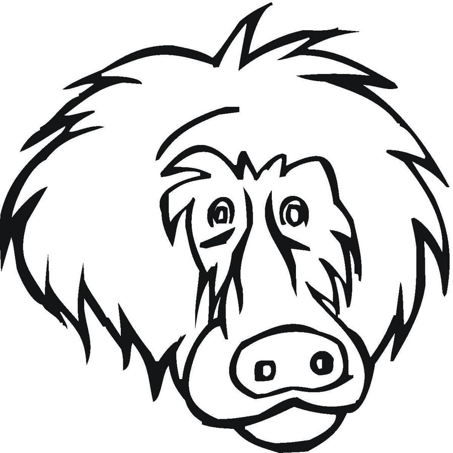 Coloring pages: Baboon