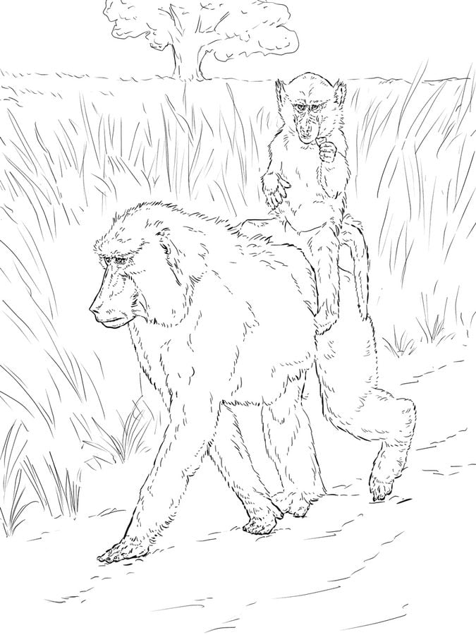 Coloring pages: Baboon