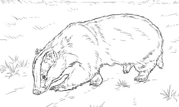 Coloring pages: Badgers