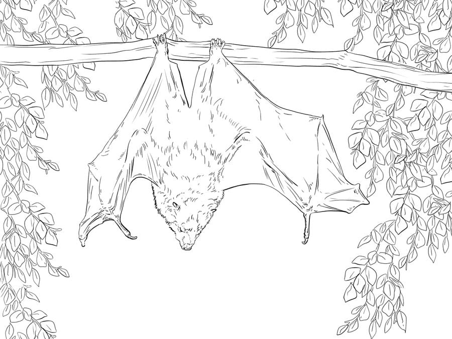 Coloring pages: Bat