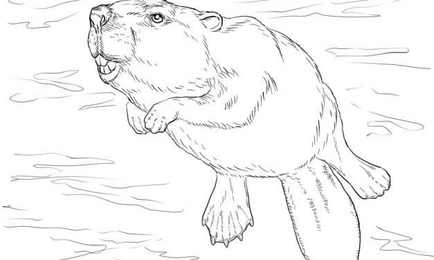 Coloring pages: Beaver