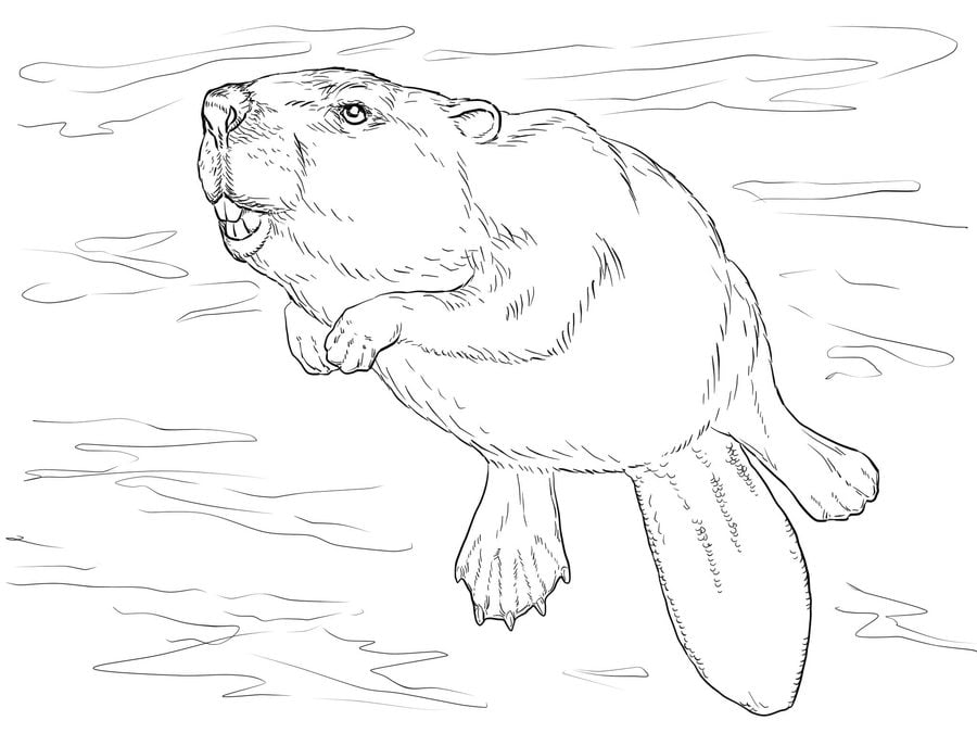 Coloring pages: Beaver