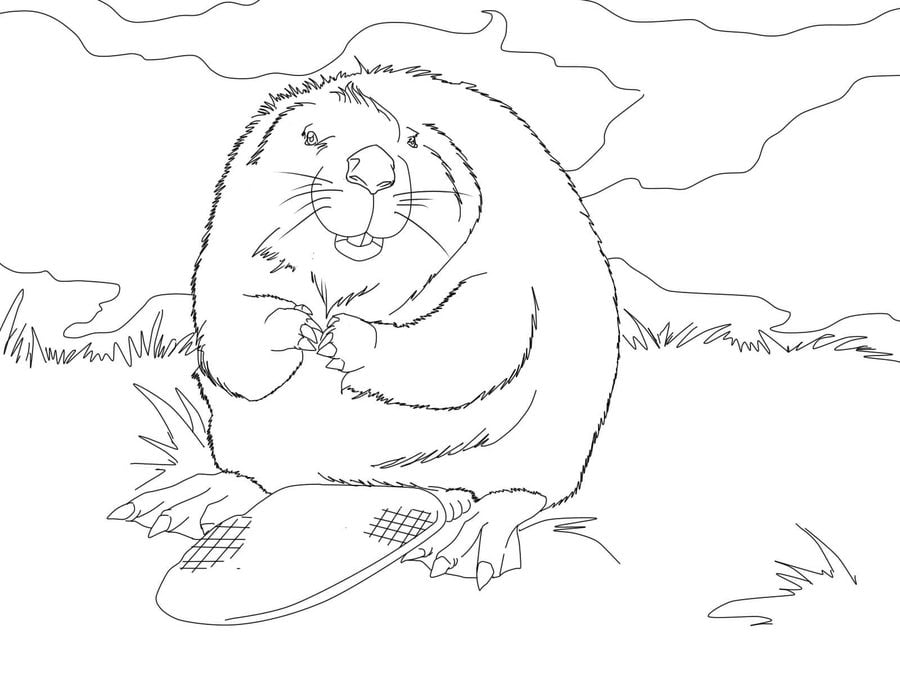 Coloring pages: Beaver
