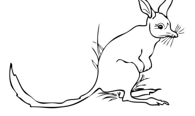 Coloring pages: Bilby