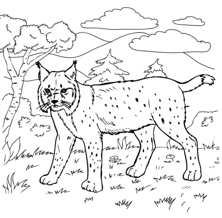 Coloring pages: Bobcat, printable for kids &amp; adults, free