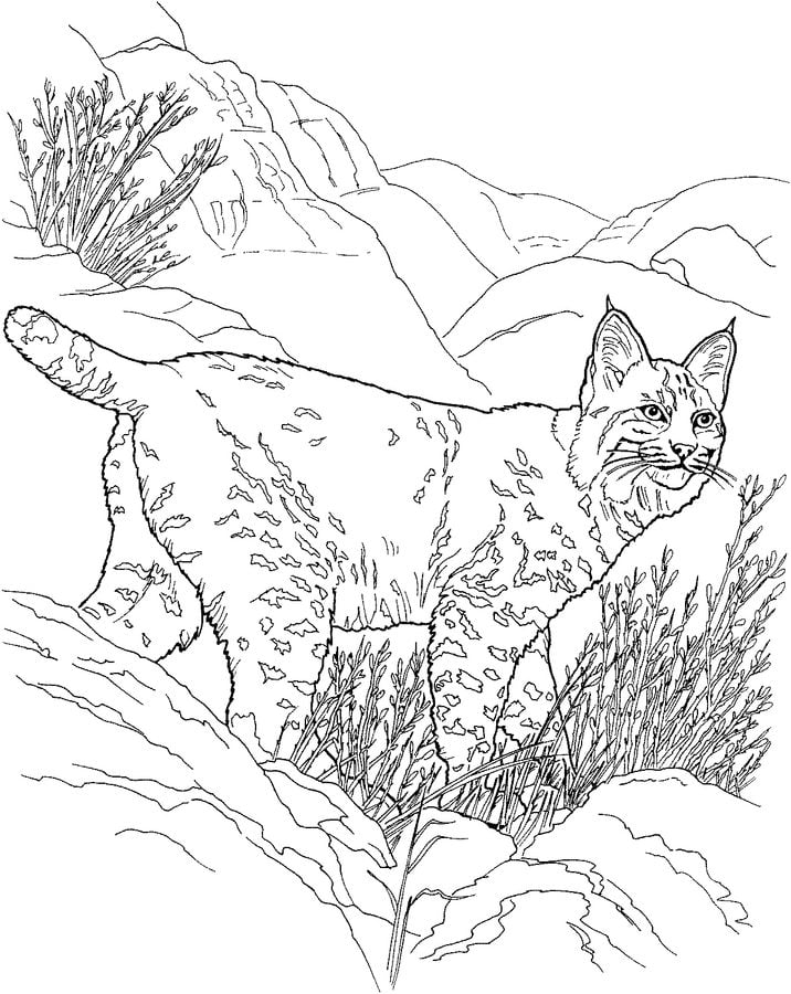 Coloriages: Lynx roux 10