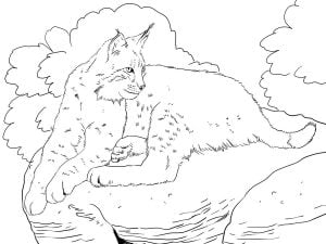 Coloring pages: Bobcat, printable for kids &amp; adults, free