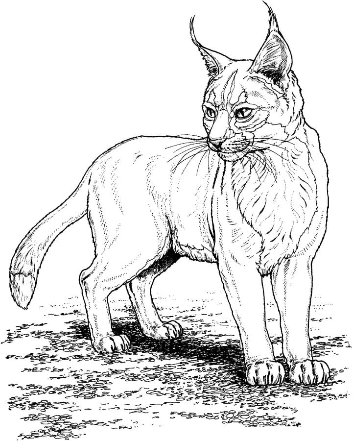 Coloriages: Lynx roux 5