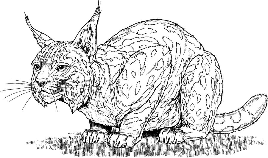 baby bobcat coloring pages