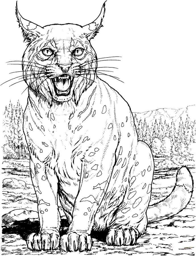Coloriages: Lynx roux