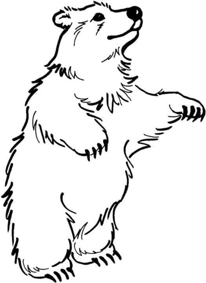Coloring pages: Brown bear