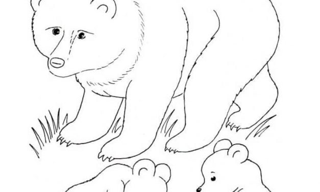 Coloring pages: Brown bear