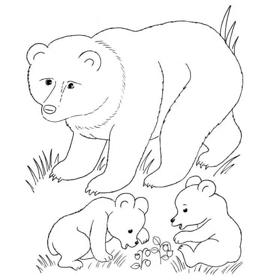 Kolorowanki: Niedźwiedź brunatny