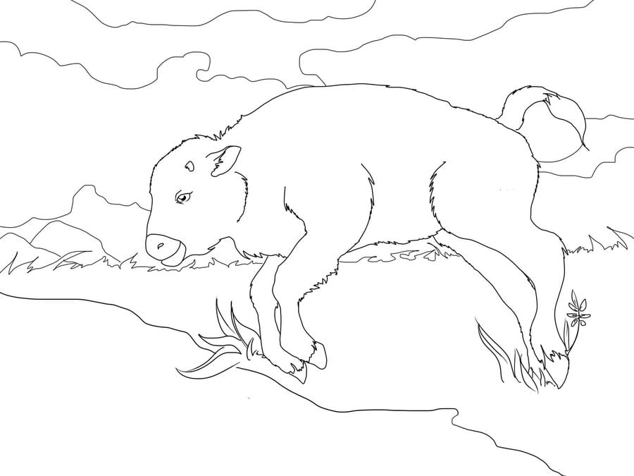 Coloring pages: Buffalo