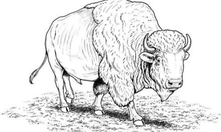 Coloring pages: Buffalo