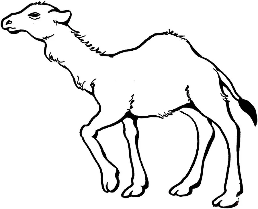 coloring pages camels