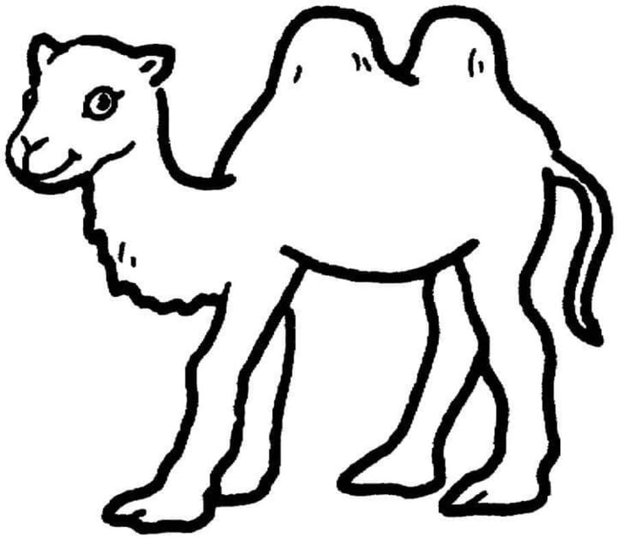 Coloring pages: Camel