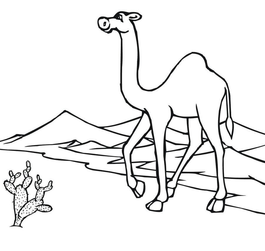 Coloring pages: Camel