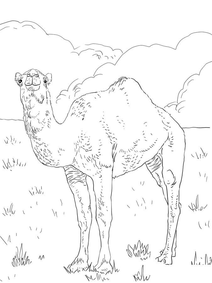Dibujos para colorear: Camello