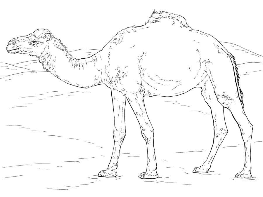 Disegni da colorare: Camel