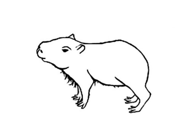 Coloring pages: Capybara