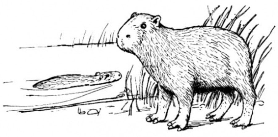 Coloring pages: Capybara 3