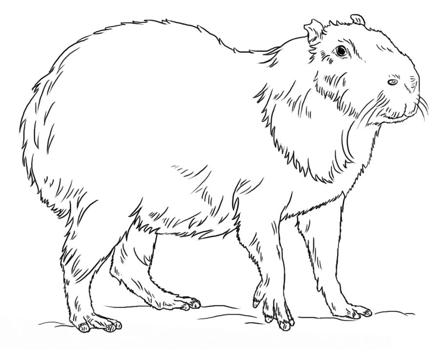 Kolorowanki: Kapibara 5