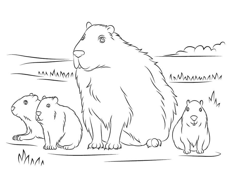 Coloring pages: Capybara 6