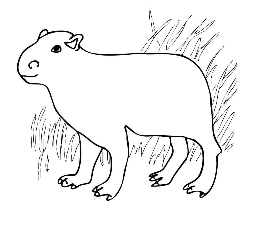Coloring pages: Capybara