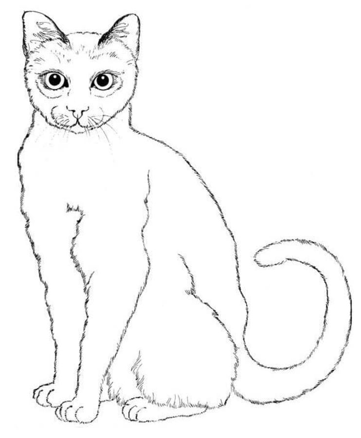 Dibujos para colorear: Gatos 2