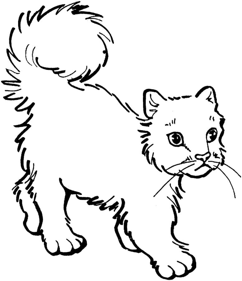 Dibujos para colorear: Gatos 3