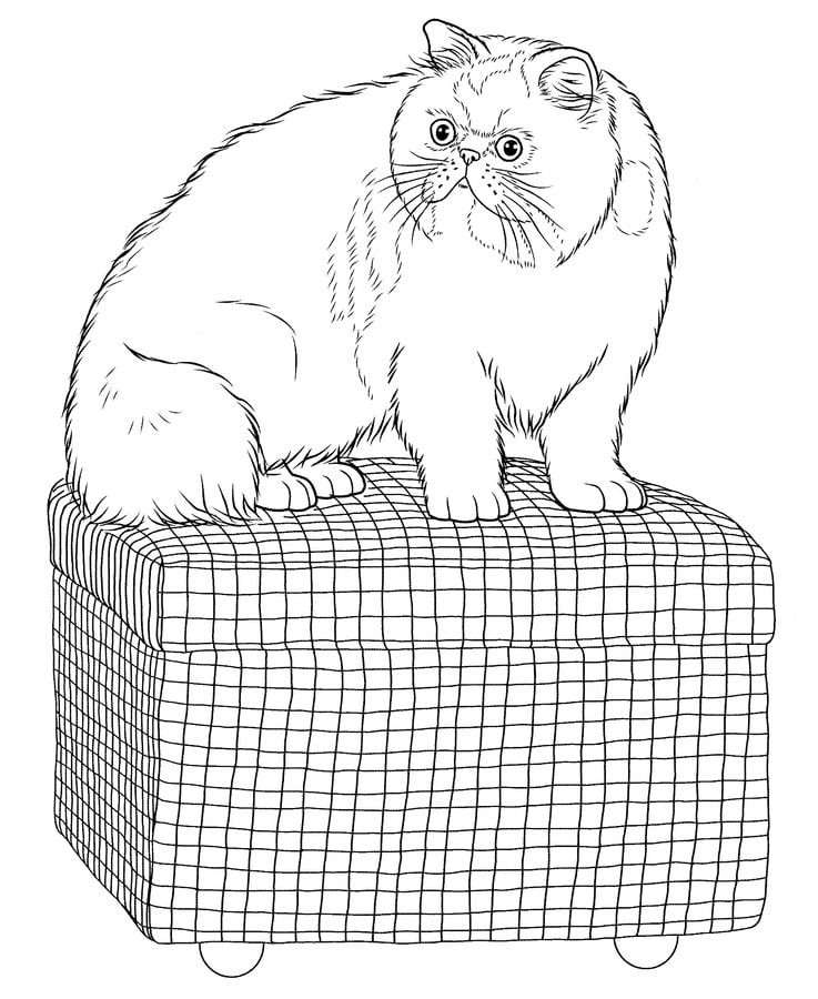 coloring pages coloring pages cats printable for kids adults free