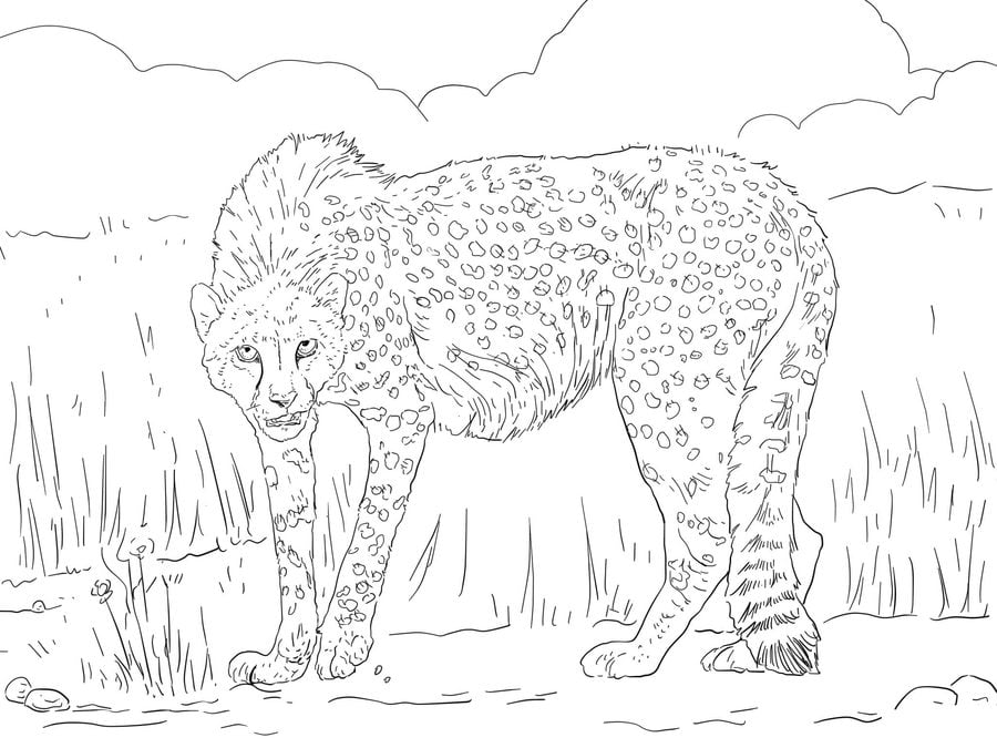 Kolorowanki: Gepard 1