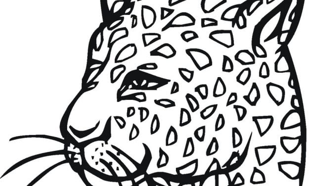 Coloring pages: Cheetah