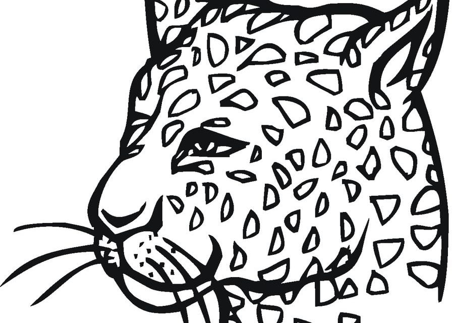 Coloring pages: Cheetah