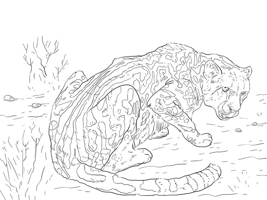 Coloring pages: Cheetah