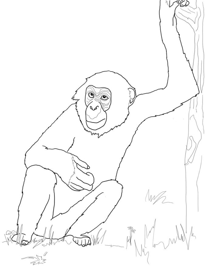 Ausmalbilder: Schimpanse