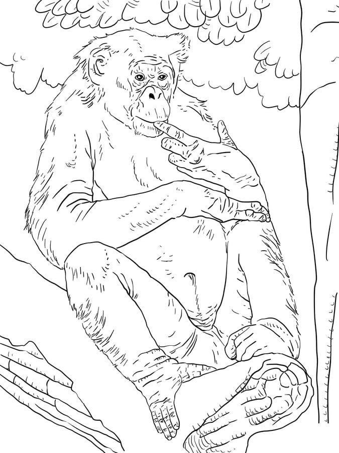 Coloring pages: Chimpanzee