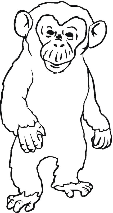 Coloring pages: Chimpanzee