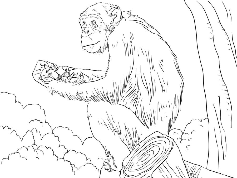 Ausmalbilder: Schimpanse