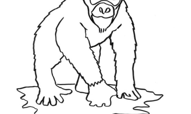 Coloring pages: Chimpanzee