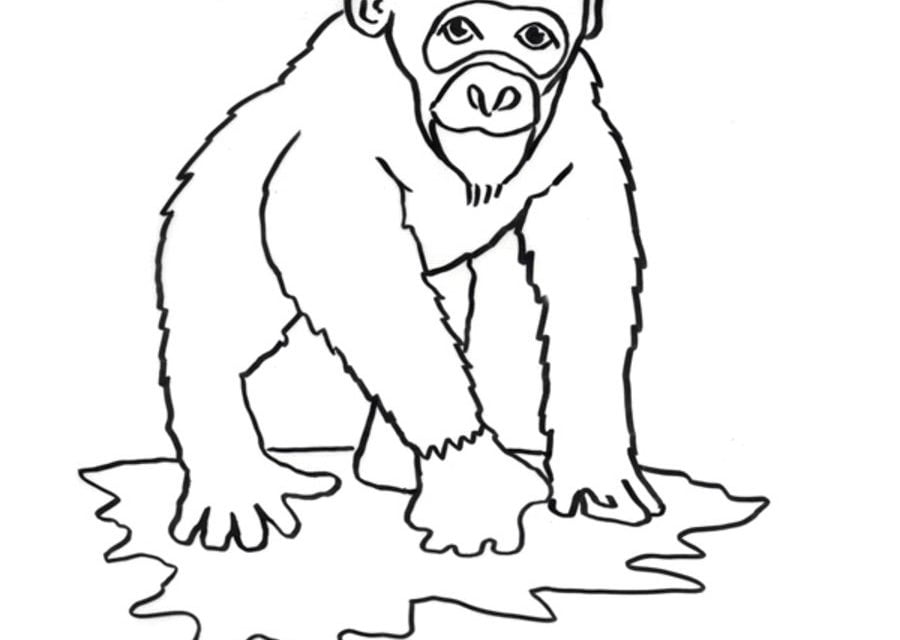 Coloring pages: Chimpanzee