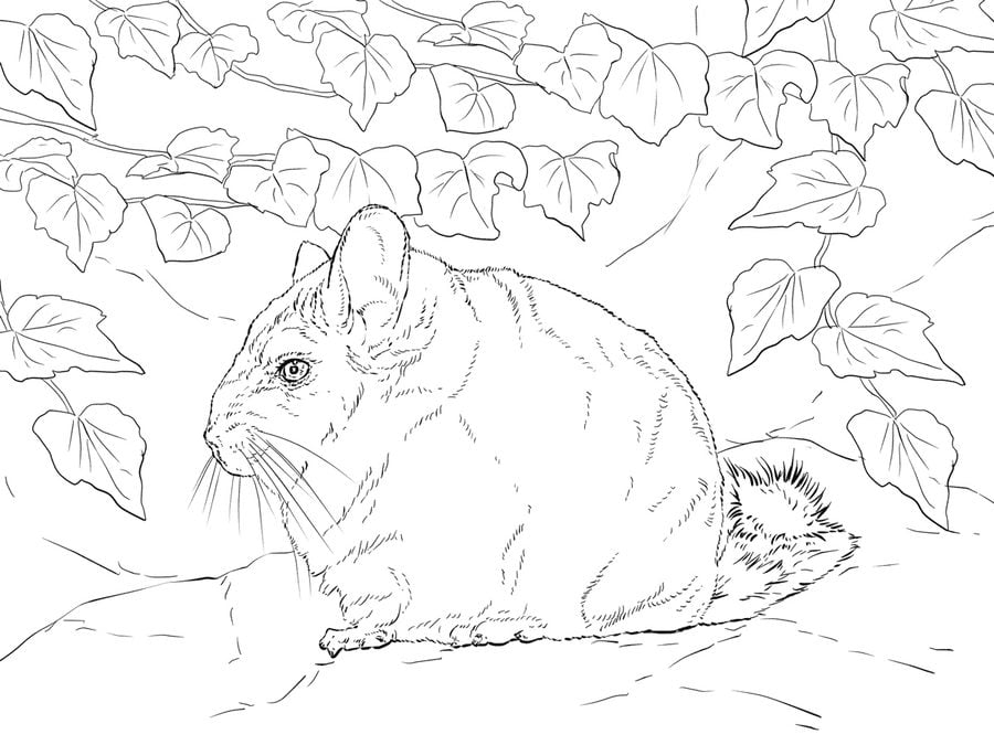 Coloring pages: Chinchillas