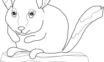 Coloring pages: Chinchillas