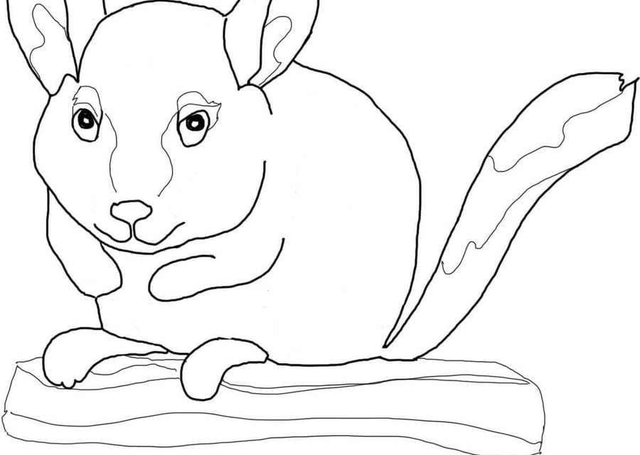 Coloriages: Chinchillas