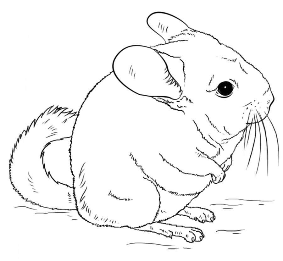 Coloring pages: Coloring pages: Chinchillas, printable for kids