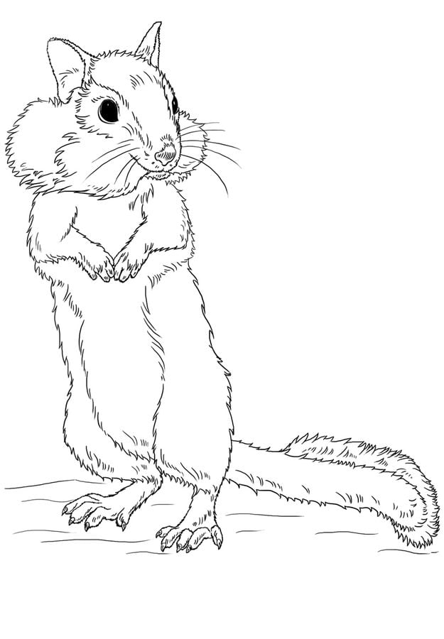 Coloring pages: Chipmunk