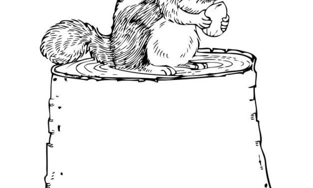 Coloring pages: Chipmunk