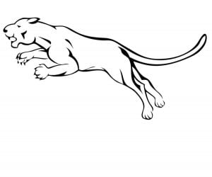 Coloring pages: Cougar, printable for kids & adults, free