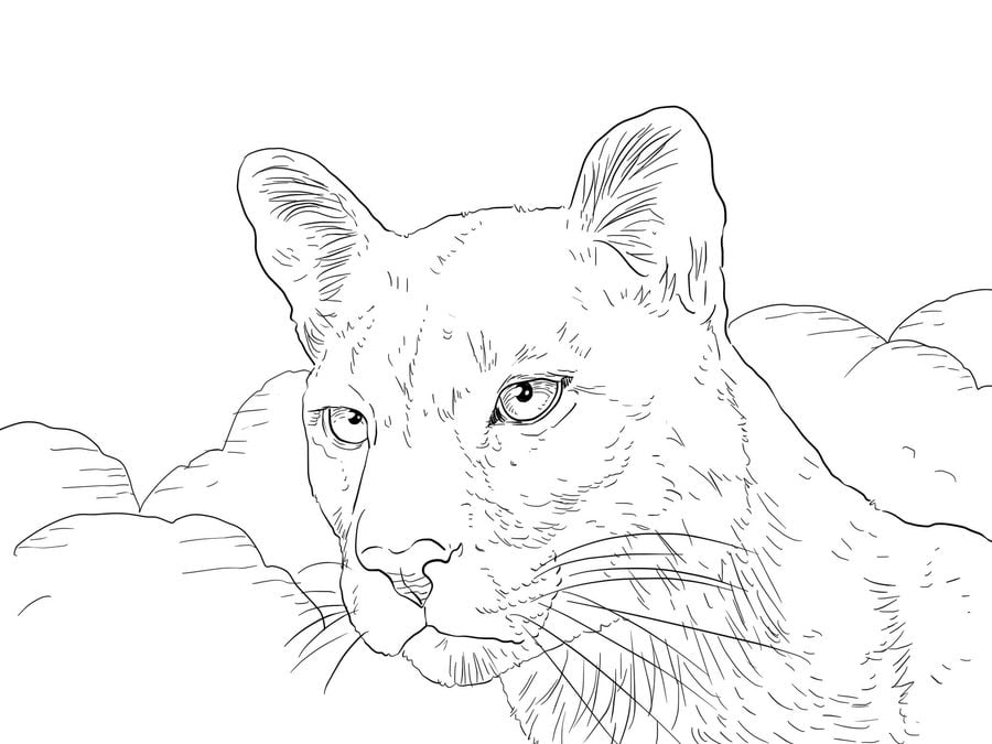 Coloring pages: Cougar
